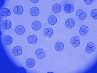 Dividing cells embryo image showing cell division under microscope